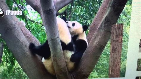 Chengdu Panda Base Pandas Cuddling In A Tree Youtube