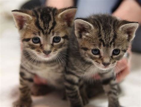 Pet of the week: Peter and Jan, 4-week-old kittens, await adoption in ...