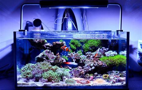 10 Best Nano Reef Tanks Reviewed Buyers Guide 2022