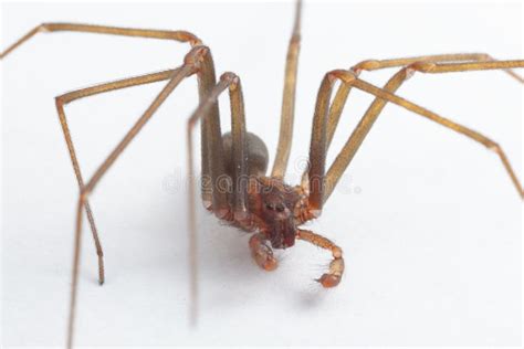 Male Brown Recluse Spider Poisonous Arachnid Stock Photo Image Of