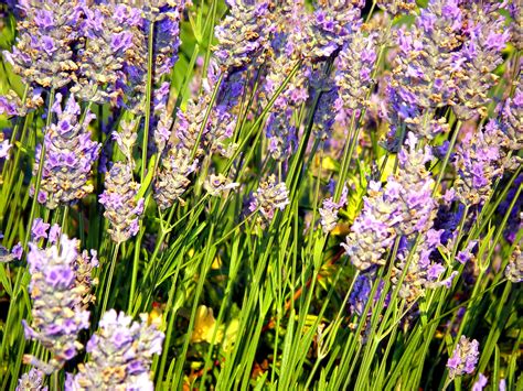 Lavender In Buena Vista Park Woody Flickr