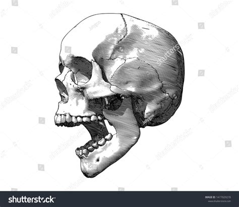 Vintage Engraved Drawing Screaming Skull Side View Human Skull