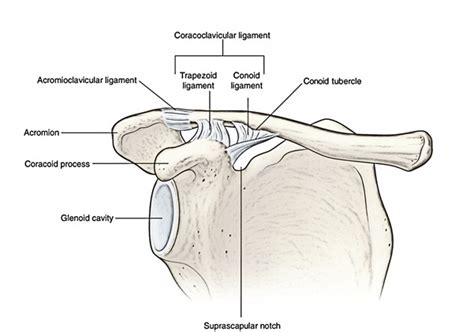 Easy Notes On Acromioclavicular Joint Learn In Just 3 Minutes