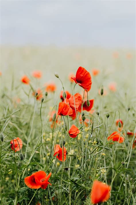 Hd Wallpaper A Field Of Red Poppies Summer Flowers Green Nature