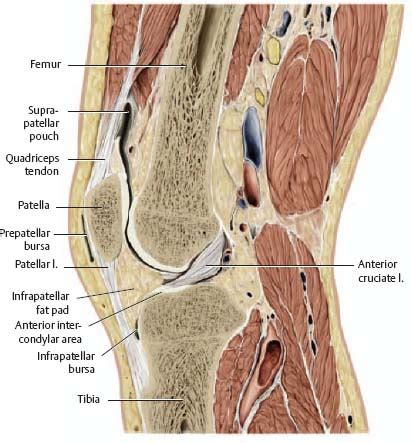 Knee Muscle Anatomy Mri Knee Anatomy Find Out How The Different