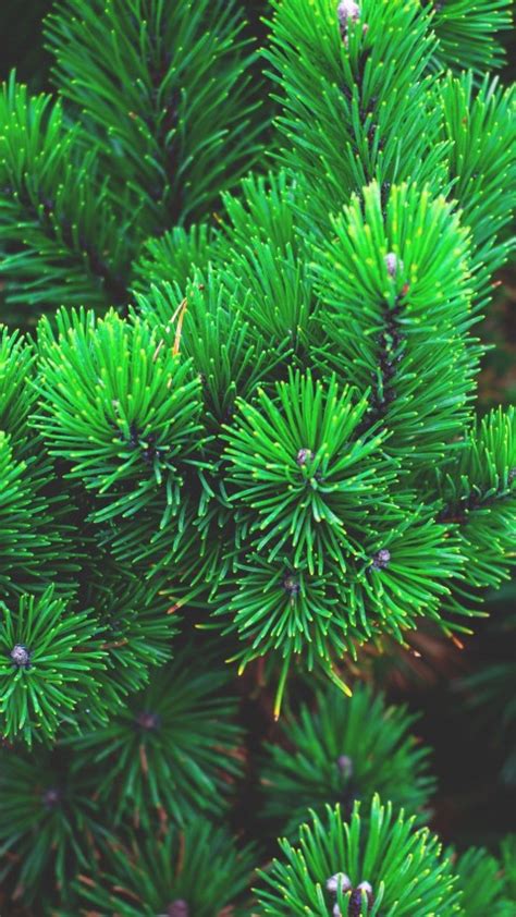 Green Pine Tree Background Hd Images Download Cbeditz