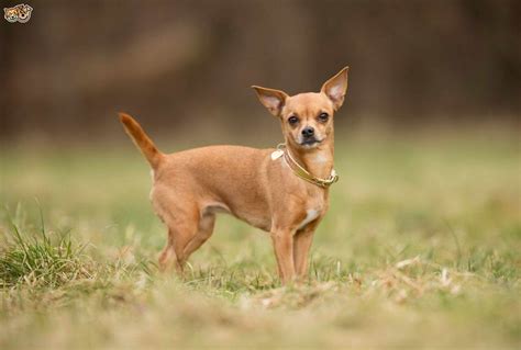 Chihuahua Dog Breeds Petsidi