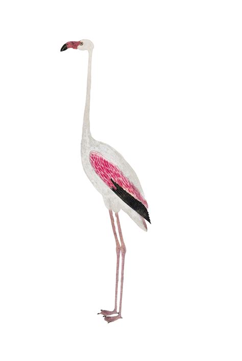 Greater Flamingo Standing Free Stock Photo Public Domain Pictures