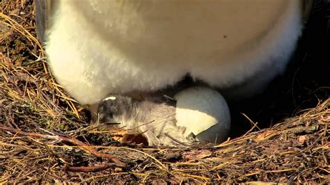 Penguin Chick Hatching Youtube