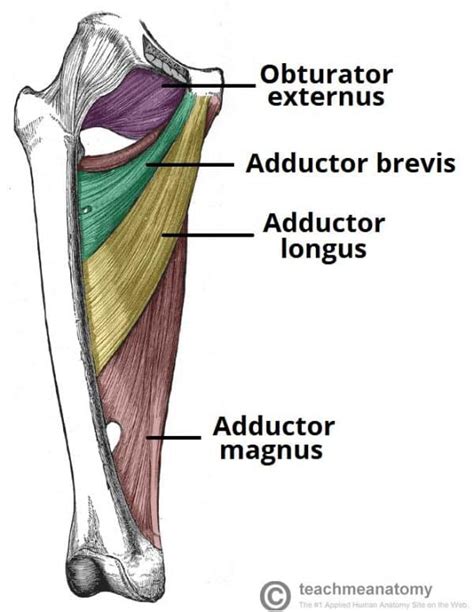 Muscles Of The Medial Thigh TeachMeAnatomy