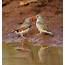 Richard Warings Birds Of Australia A Loving Couple Zebra Finches