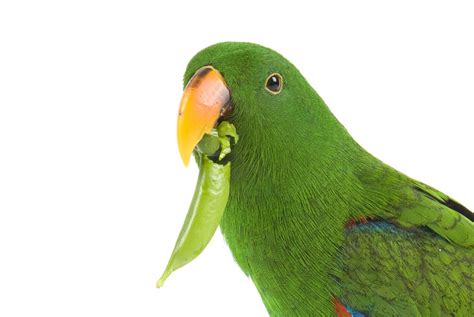 Fruit And Vegetables Parrot Food Parrots Guide Omlet Uk