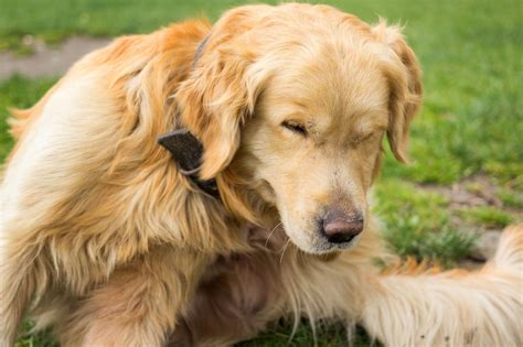 How To Get Rid Of Dry Eczema On Dogs Getridofeczema