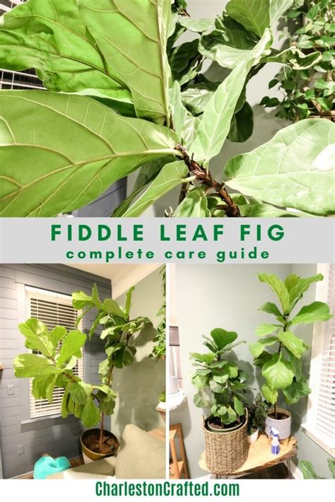 The Complete Fiddle Leaf Fig Care Guide Keep Your Plants Alive