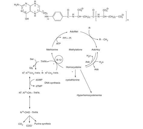 8 Folic Acid Basic Features Of The Folic Acid Structure Are Shown