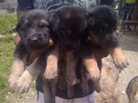Pug puppies for sale in ohioselect a breed. Awesome Gsd Puppies For Sale - Pets - Nigeria
