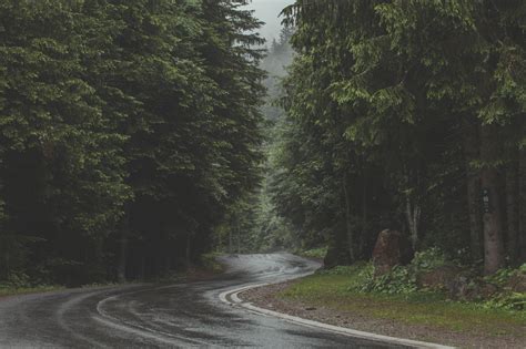 Picture Of Road Through Dense Pine Forest — Free Stock Photo