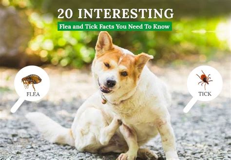Discover 20 Fascinating Facts About Fleas And Ticks A Must Read Guide