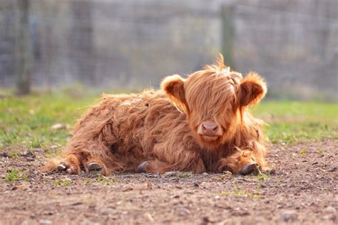 The Cuddliest Little Cows On The Planet Are Adorable Highland Cattle