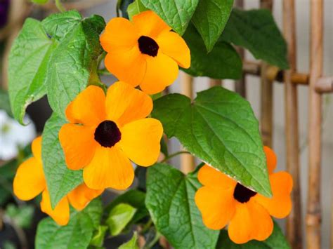 Sep 15, 2021 · this annual doesn't enjoy the popularity of sunflowers or marigolds, but celosia's unusual blooms that may resemble brain coral or feathers deserve a featured spot in every sunny garden. Thunbergia (Black-Eyed Susan Vine) - Photo: Shutterstock ...