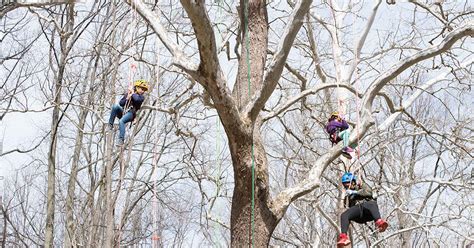 Tree Climbing Adventure Common Ground Center