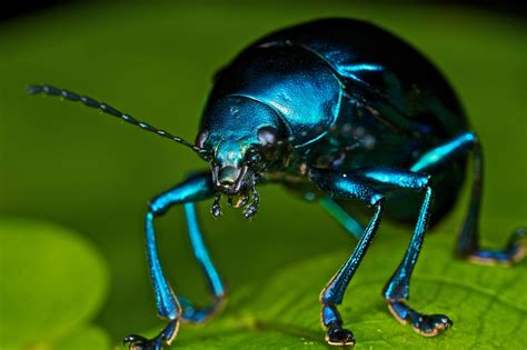 Iridescent Blue Beetle Eumolpus Sp Blue Beetle Beetle Insect Beetle