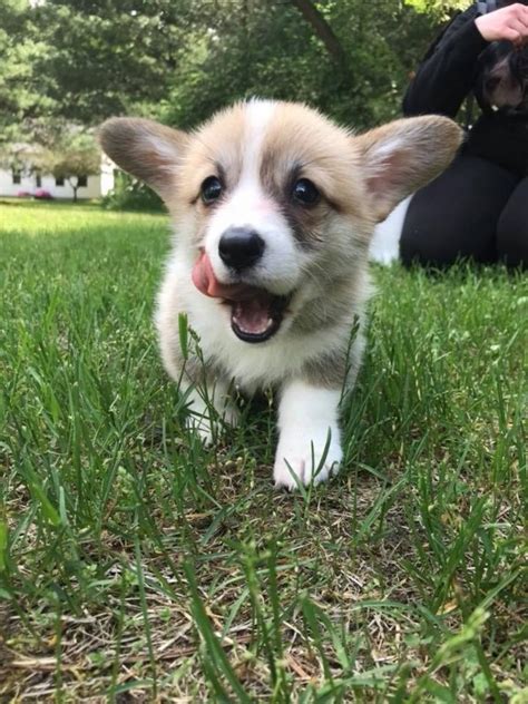 This account has been suspended. Louisiana Well trained corgi puppies for sale : Pets and Animals in Louisiana - Ruston