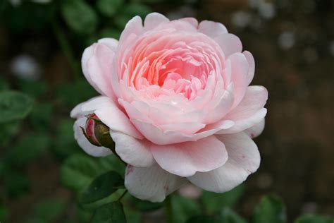 Filepink Rose 1 Wikimedia Commons