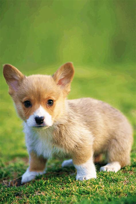 Our high resolution 4k hd quality picture will make your. Welsh Corgi Wallpaper HD | iPhone Lifestyle apps | by ...
