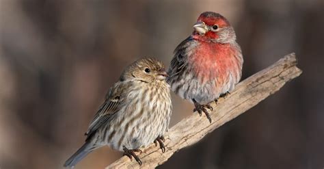 9 Types Of Finches In Texas With Pictures And Id Guide Pets Tutorial