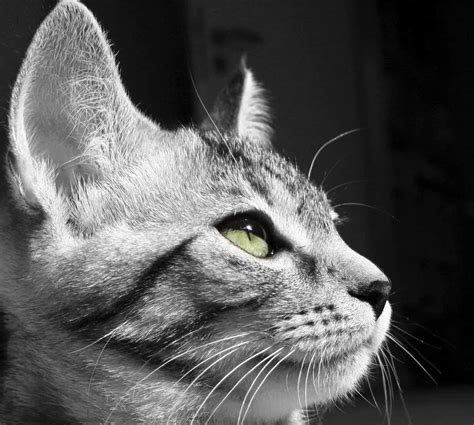 BarkBox for Cats? Monthly Subscription Boxes for Cats