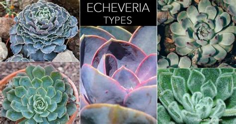 Succulent Echeveria Types A Guide To Types Of Echeveria To Grow