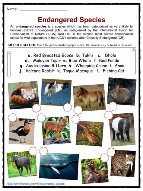 Endangered Species Facts Worksheets Categories And Types Of Animals