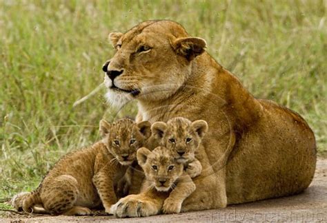 Lioness With Three Cubs Seronera Flickr Photo Sharing