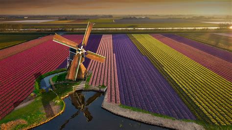 Aerial View Of Tulips Blooming Fields With Windmill At Sunrise North
