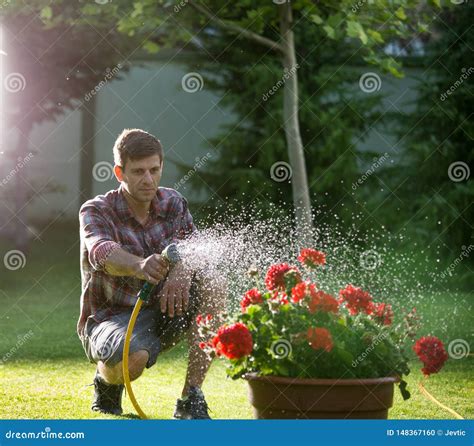 Man Watering Plants In Garden Stock Photo Image Of People Grass