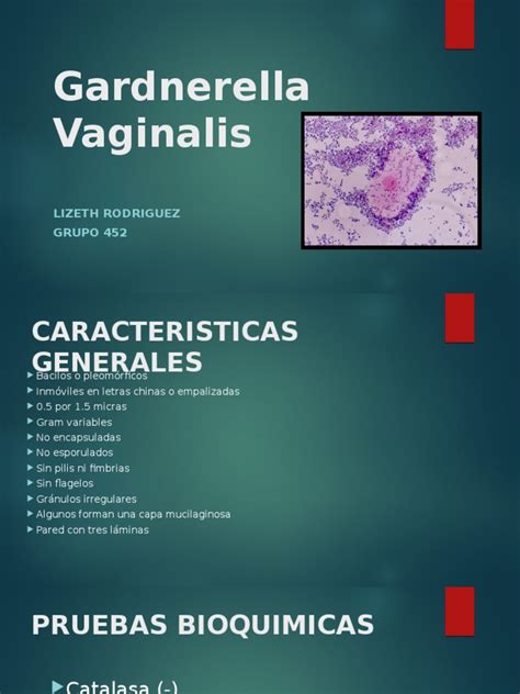 Gardnerella Vaginalis Patologia Clinica Las Bacterias