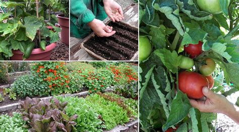 How to grow your own food without a garden. Growing a Vegetable Garden | Epicurious.com | Epicurious.com