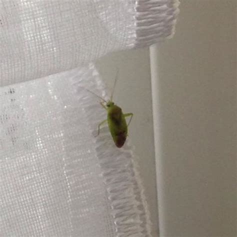 Sie brauchen auch keine sorge haben, dass unzählige grüne. Grüne Käfer in der ganzen Wohnung! Weiß jemand was das für ...