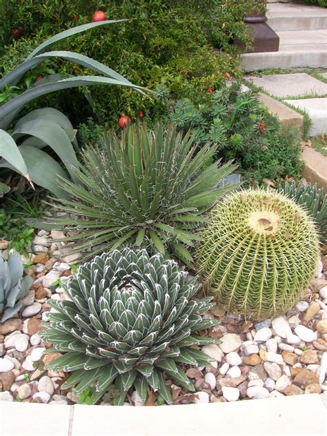 North Texas Landscaping Ideas Garden Cactus Landscape Outdoor Looking