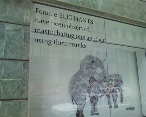 Female Elephants Museum Of Sex Female Elephants Have Bee… Flickr