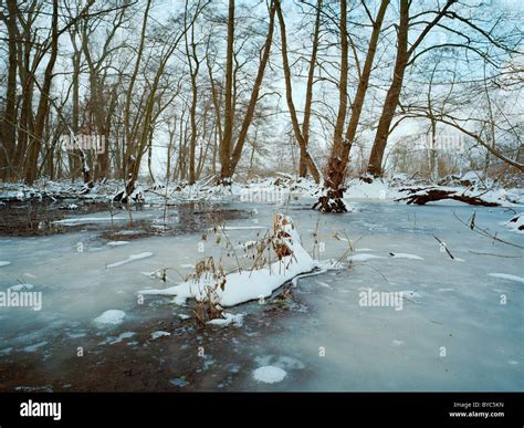 Frozen Moor During Winter In Germany Ludwigshafen Oggersheim