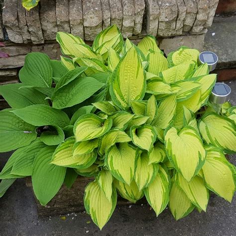 Hosta Tardiana Group June Plantain Lily June In Gardentags Plant