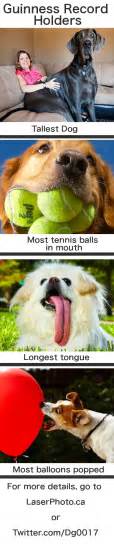 Guinness World Record Dog Tennis Balls Rekod Di Dunia