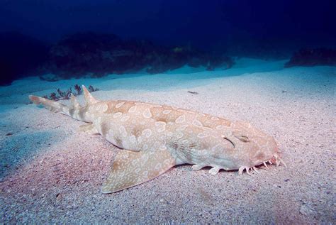 Animal Spotted Wobbegong Shark 4k Ultra Hd Wallpaper