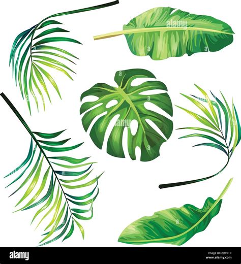 Conjunto De Ilustraciones De Vectores Botánicos De Hojas De Palma