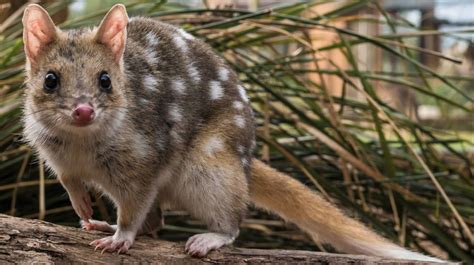 These Eastern Quoll Babies Are The First To Be Born In The Wild On The