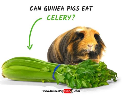 While guinea pigs can eat a variety of foods, they don't always know what's good for their gut. Can Guinea Pigs Eat Celery? (Benefits, Risks, Serving Size ...