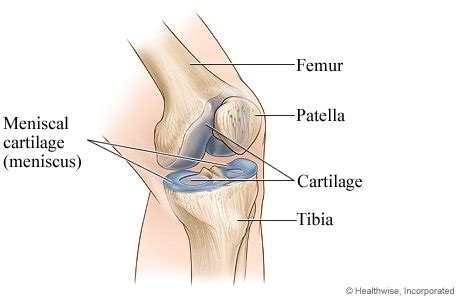 Articular cartilage is hyaline cartilage that is found on the articular surfaces of bone, which is where bones meet and form joints. What is the inside of your knee called? What purpose does ...