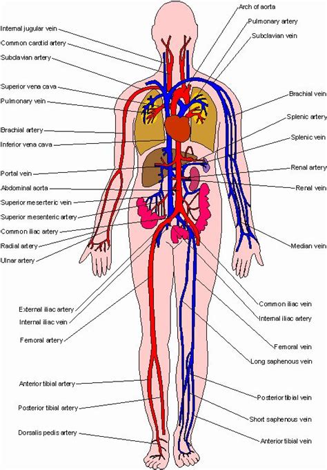 Male Internal Organs Diagram Clipart Best